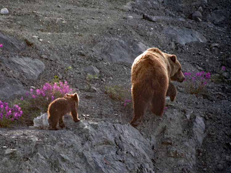 grizzly and cub